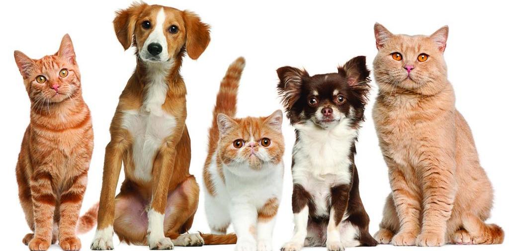 Доска объявлений о животных | ЗооТом - продажа, вязка и услуги для животных в Грязях