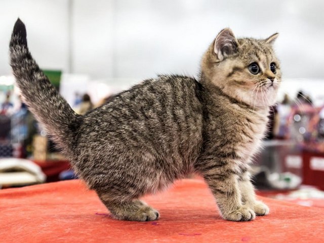 Породы кошек в Грязях | ЗооТом портал о животных