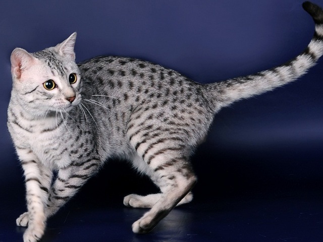 Породы кошек в Грязях | ЗооТом портал о животных