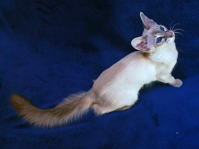 Выведенные породы кошек в Грязях | ЗооТом портал о животных