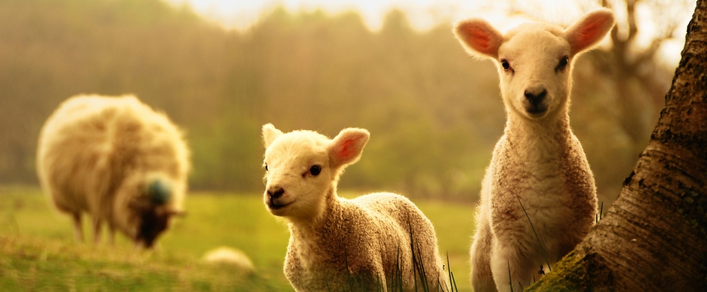 Объявления о сельскохозяйственных животных | ЗооТом - продажа, вязка и услуги для животных в Грязях