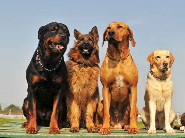 Крупные породы собак в Грязях | ЗооТом портал о животных